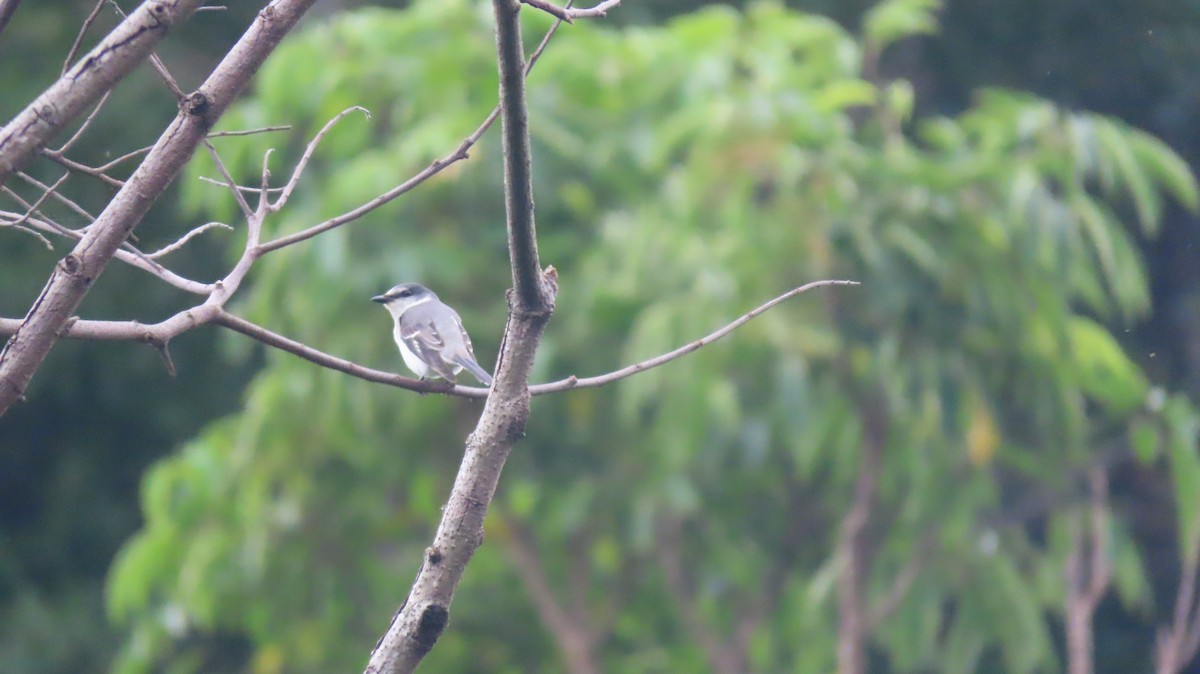 Ashy Minivet - ML645692169