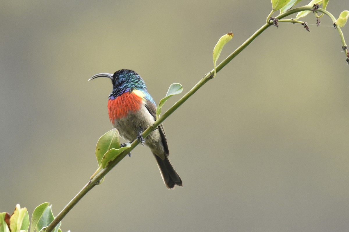 Greater Double-collared Sunbird - ML645692173