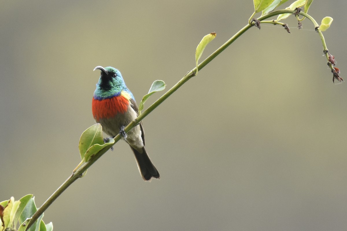 Greater Double-collared Sunbird - ML645692174
