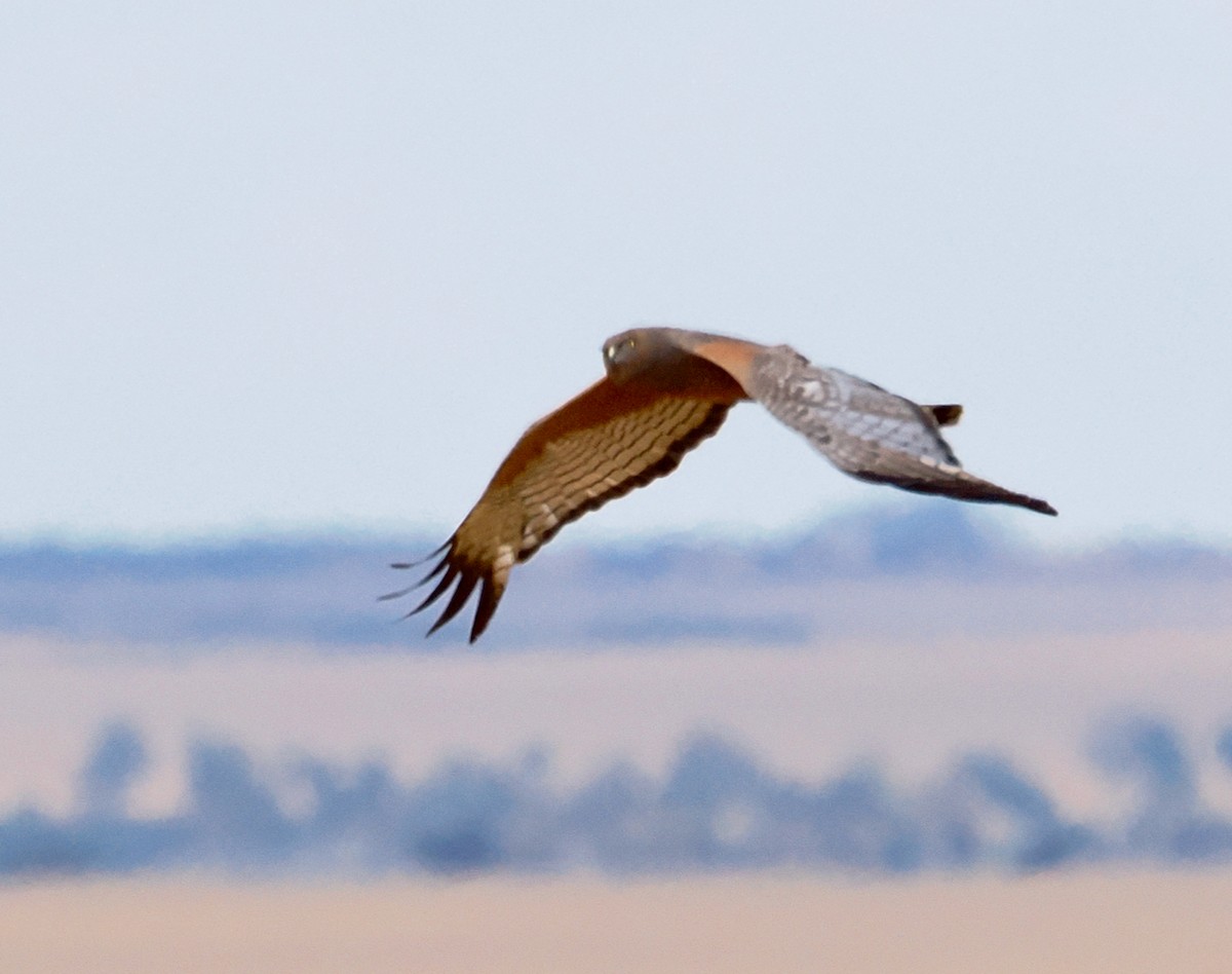 Spotted Harrier - ML645692176