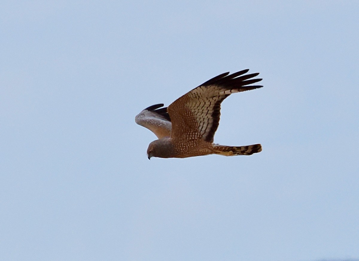 Spotted Harrier - ML645692177