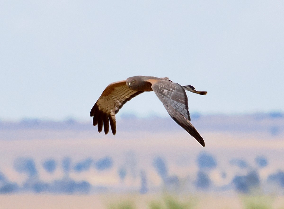 Spotted Harrier - ML645692178