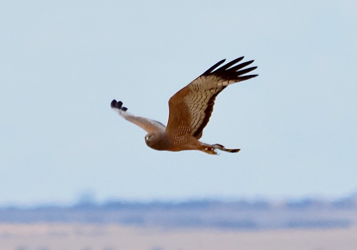 Spotted Harrier - ML645692180