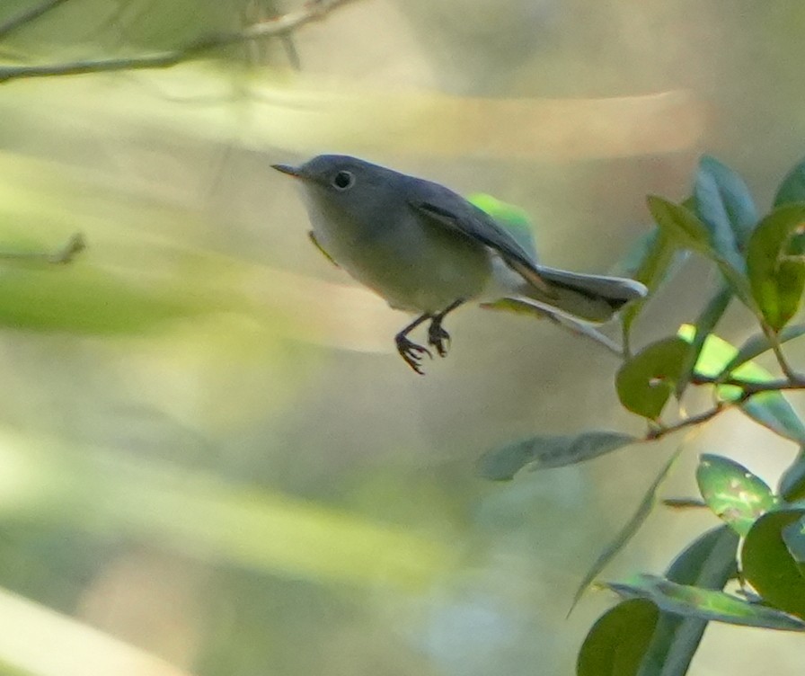 Голубая комароловка - ML645692183