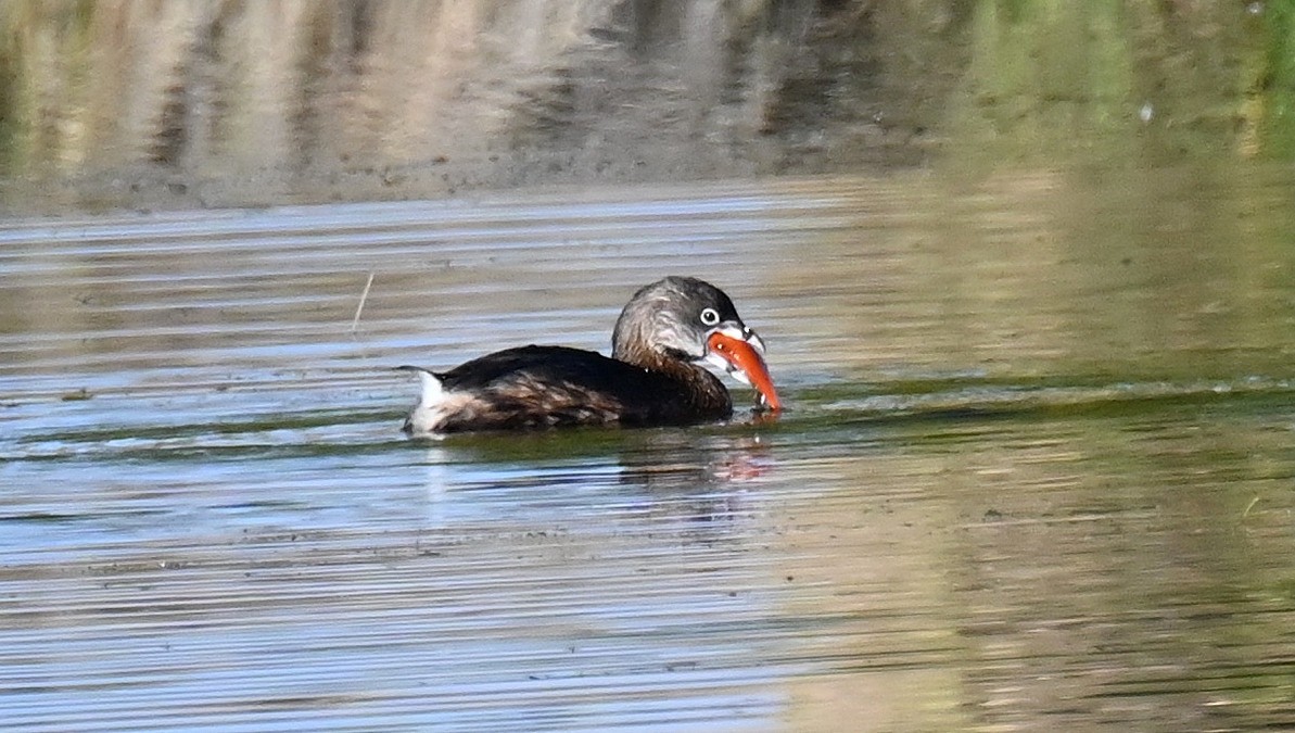 Pied-billed Grebe - ML645692186