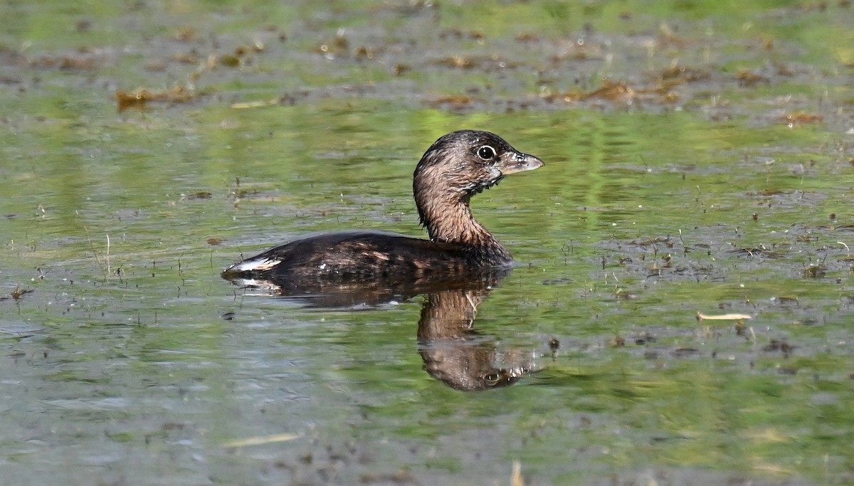 Pied-billed Grebe - ML645692187