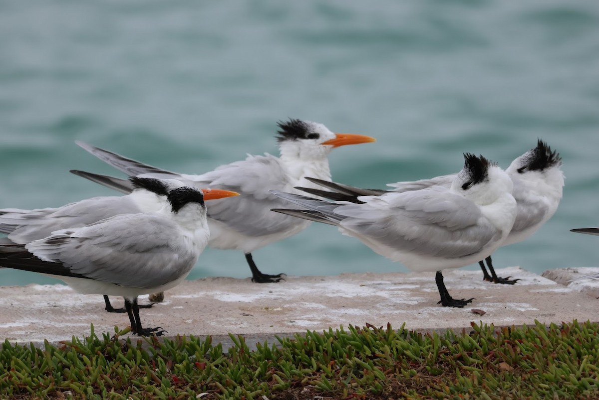 Royal Tern - ML645692188