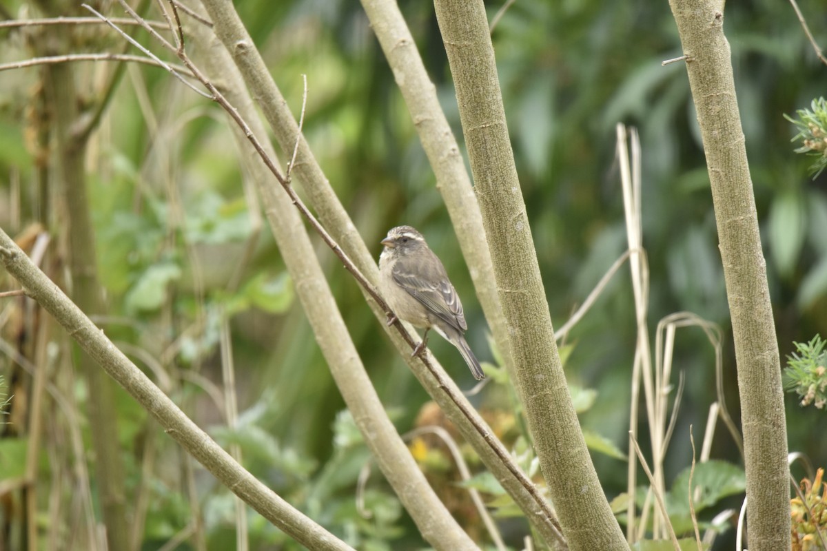 Streaky-headed Seedeater - ML645692189