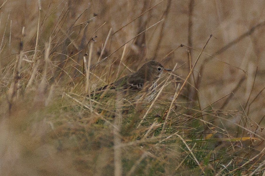 American Pipit - ML645692190