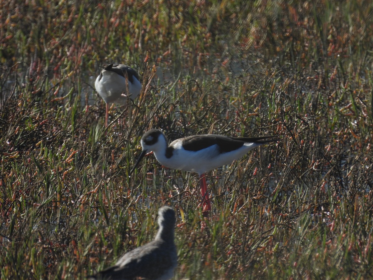 Black-necked Stilt - ML645692192