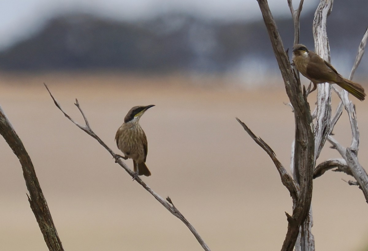 Singing Honeyeater - ML645692193