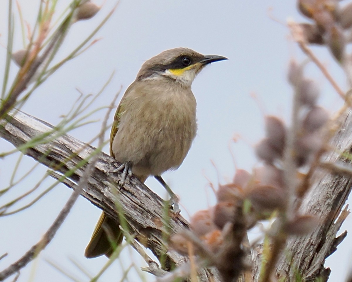 Singing Honeyeater - ML645692195