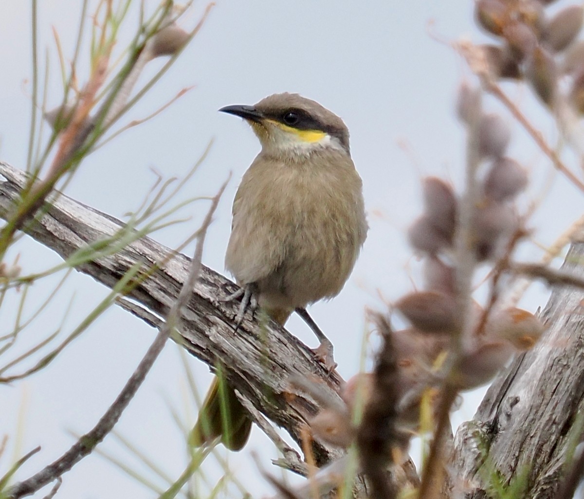 Singing Honeyeater - ML645692196