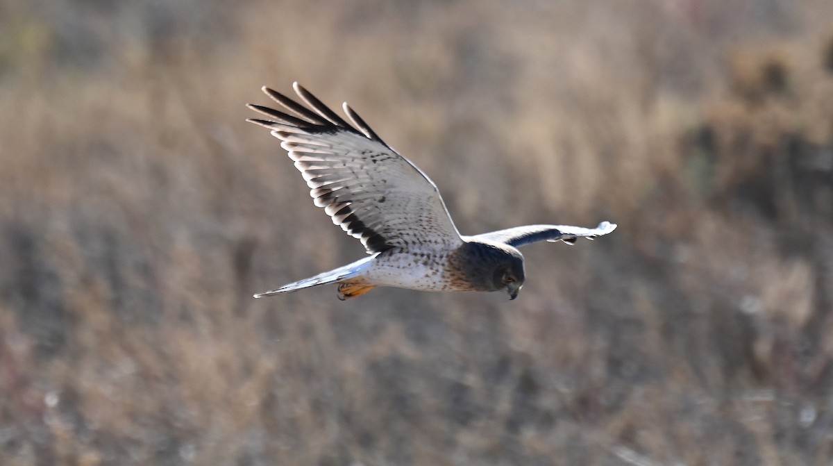 Northern Harrier - ML645692197