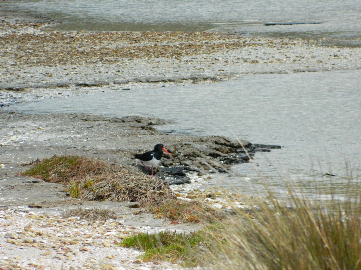 Pied Oystercatcher - ML645692198