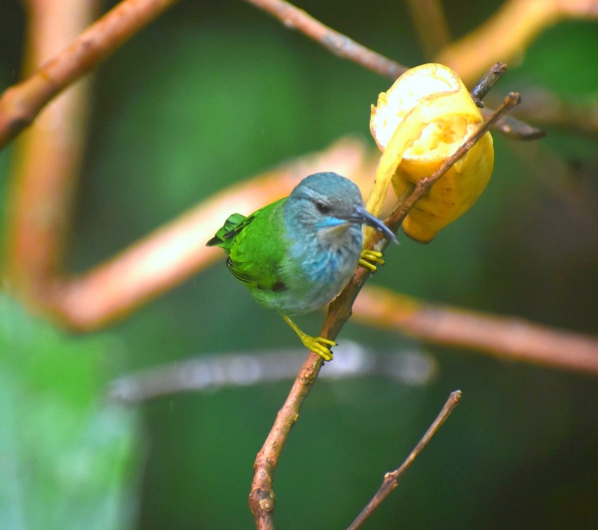 Shining Honeycreeper - ML645692200