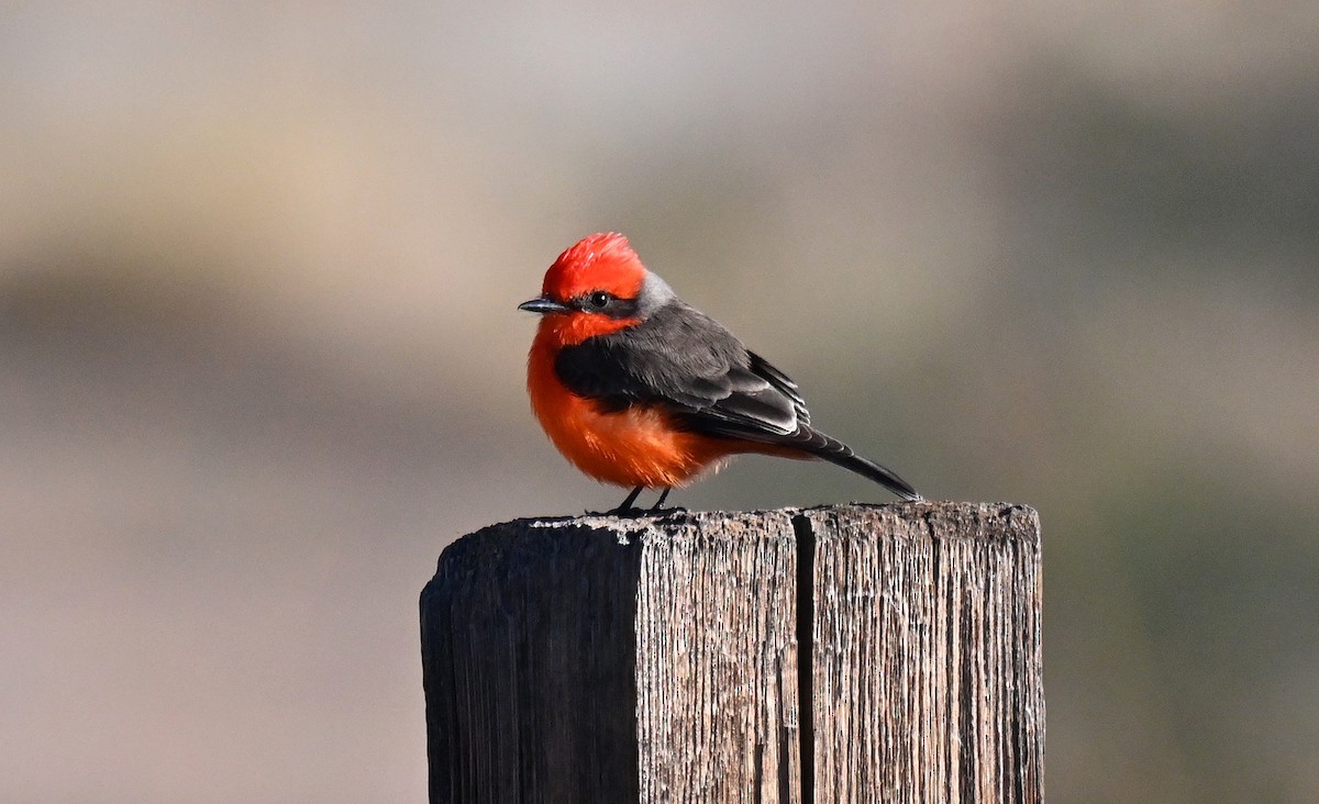 Vermilion Flycatcher - ML645692201