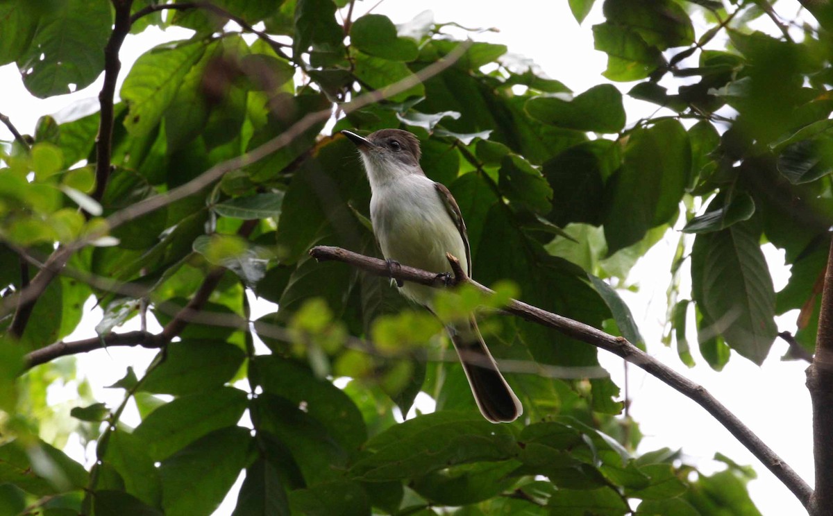 Stolid Flycatcher - ML645692206