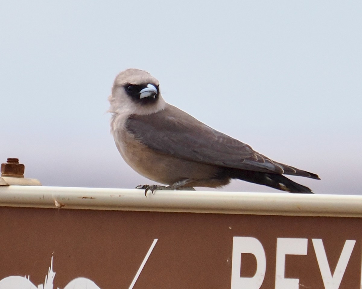 Black-faced Woodswallow (Black-vented) - ML645692211