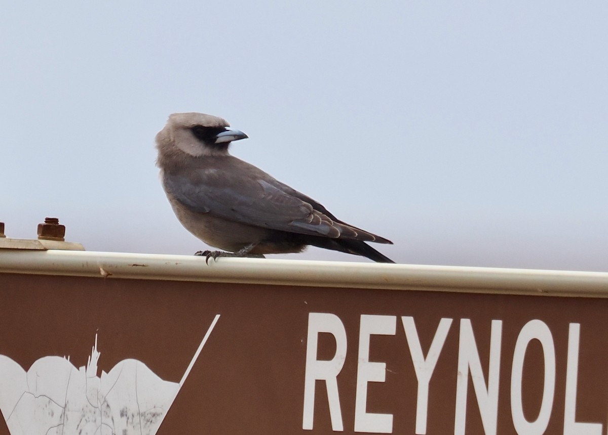 Black-faced Woodswallow (Black-vented) - ML645692212