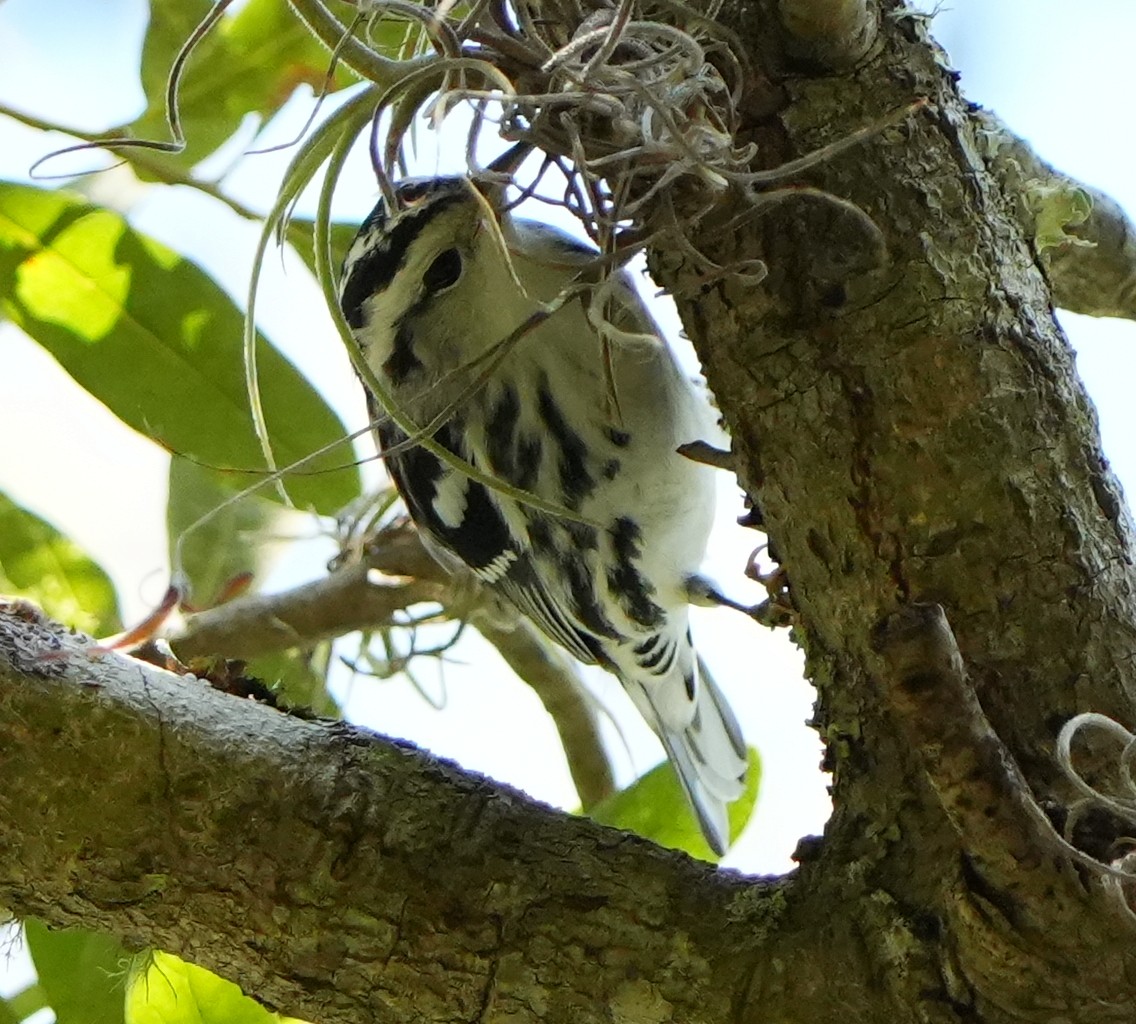 Black-and-white Warbler - ML645692213