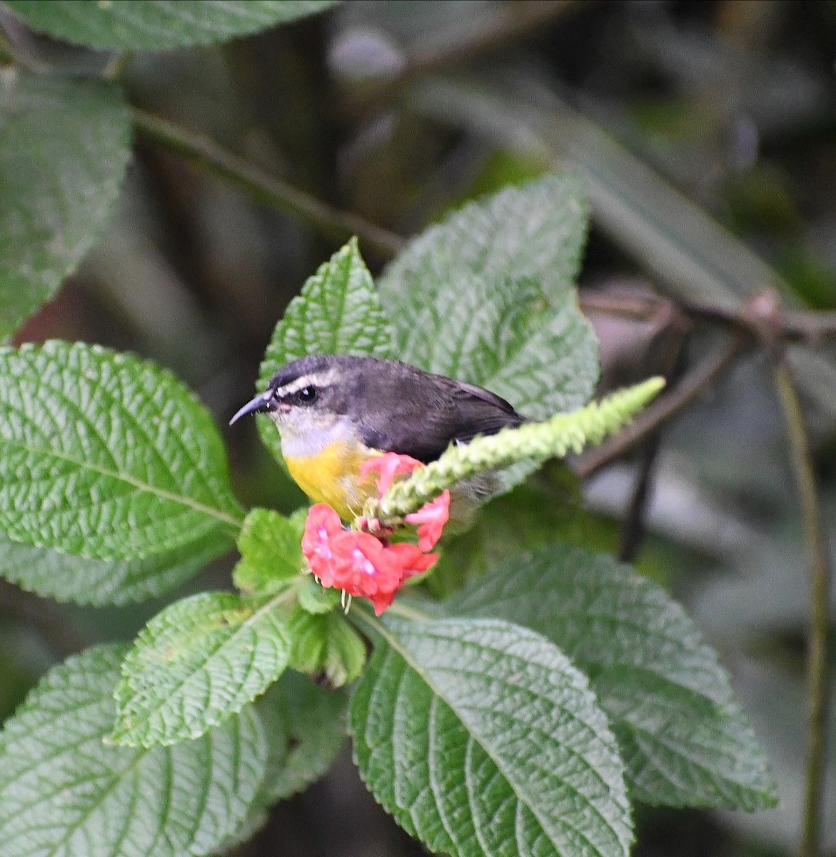 Bananaquit - ML645692216