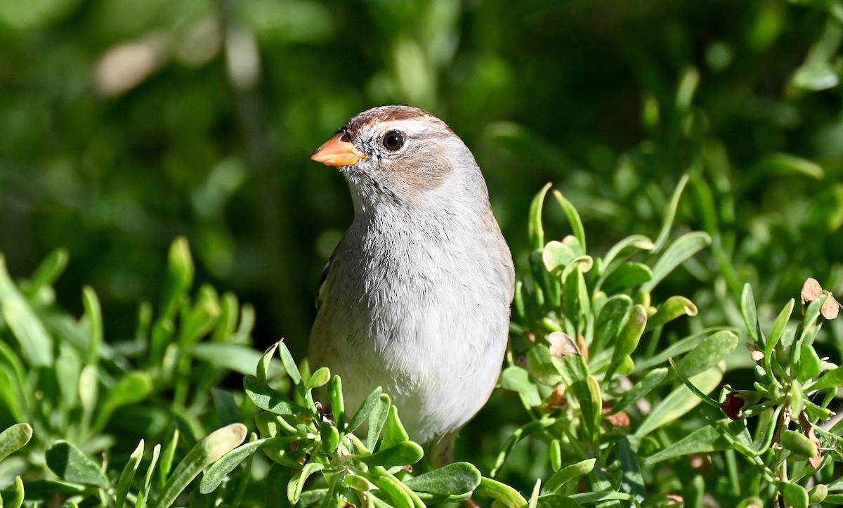 White-crowned Sparrow - ML645692217