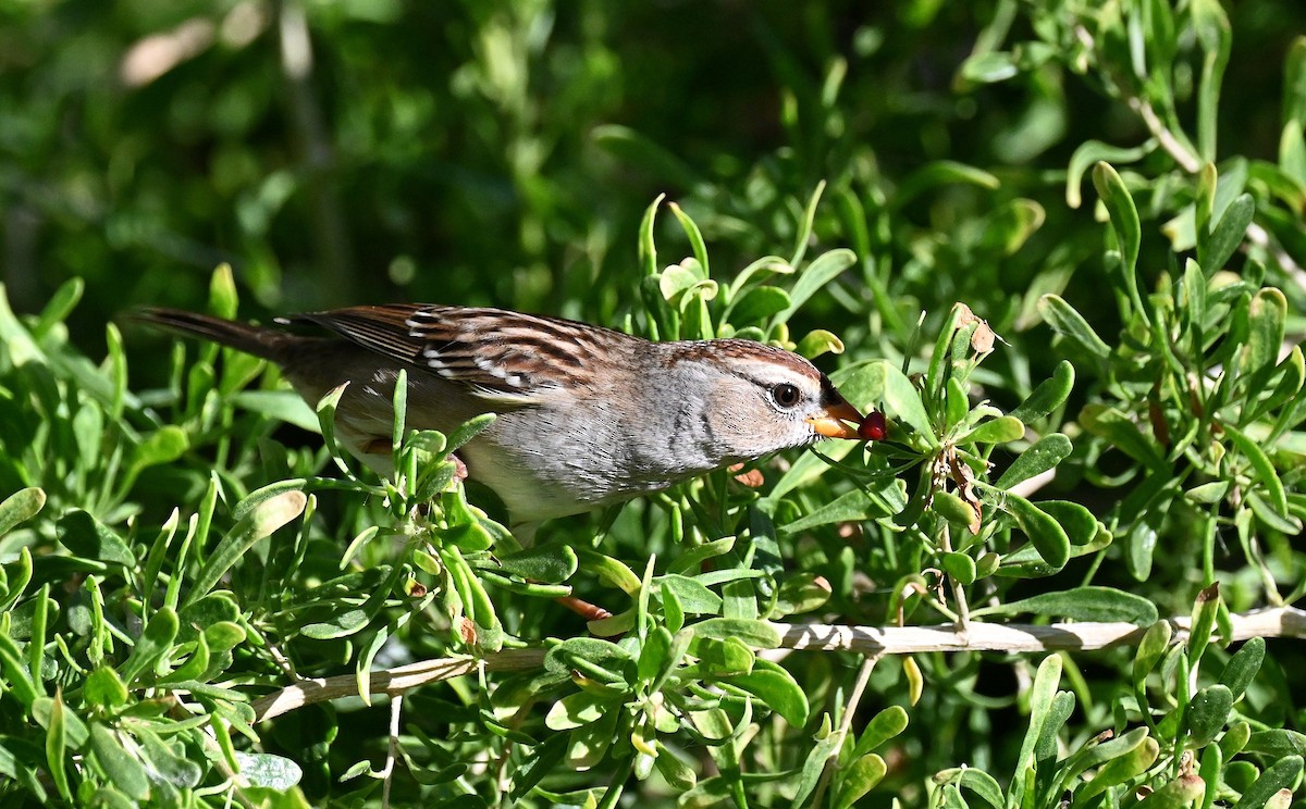 White-crowned Sparrow - ML645692218