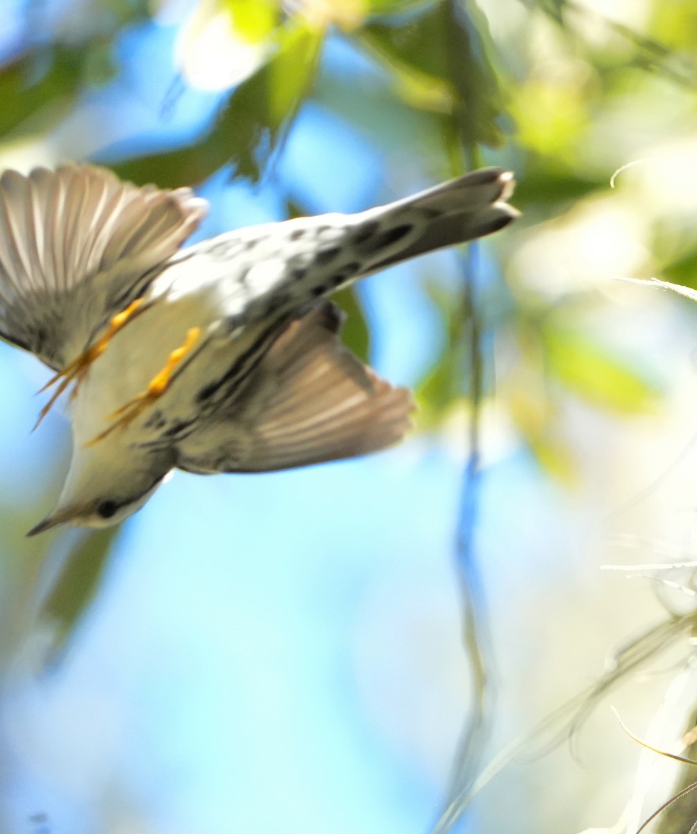 Black-and-white Warbler - ML645692219