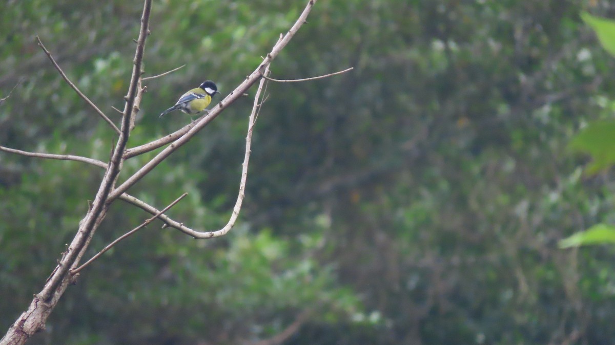 Bergkohlmeise - ML645692220