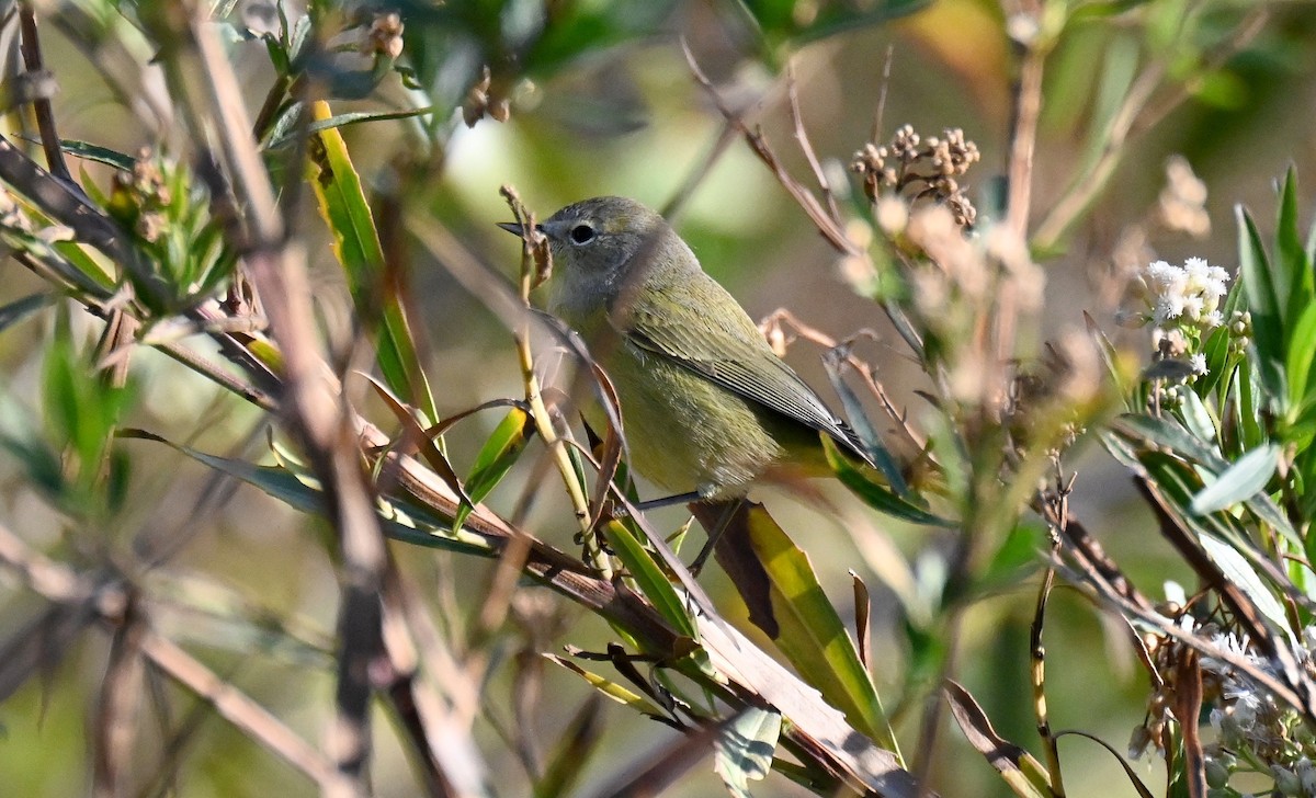 lesňáček hvězdičkový - ML645692231