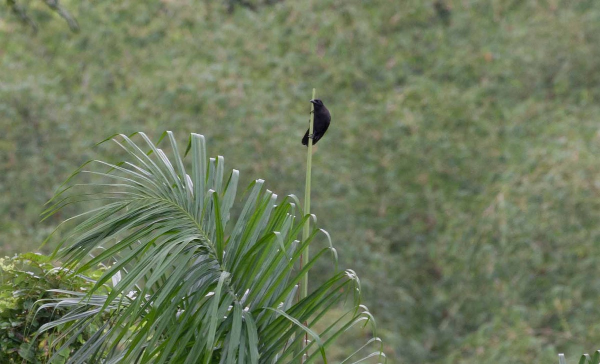 Jamaican Crow - ML645692245