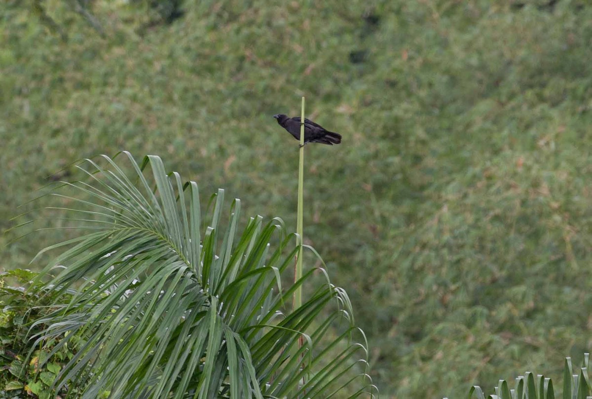 Jamaican Crow - ML645692246