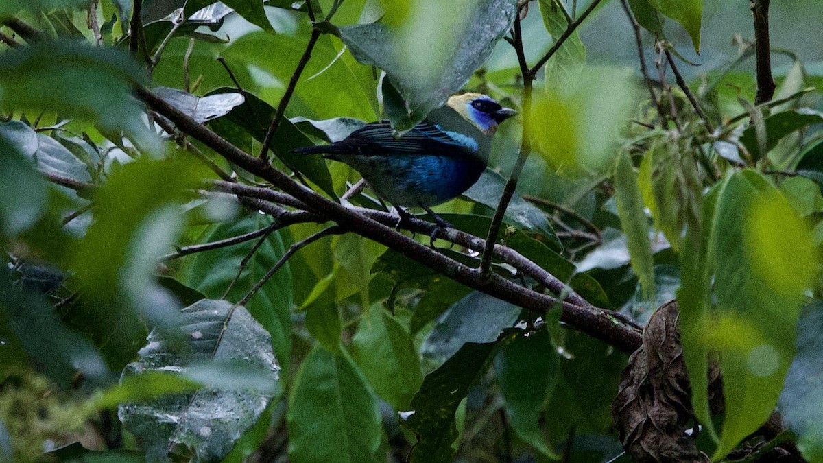 Golden-hooded Tanager - ML645692247