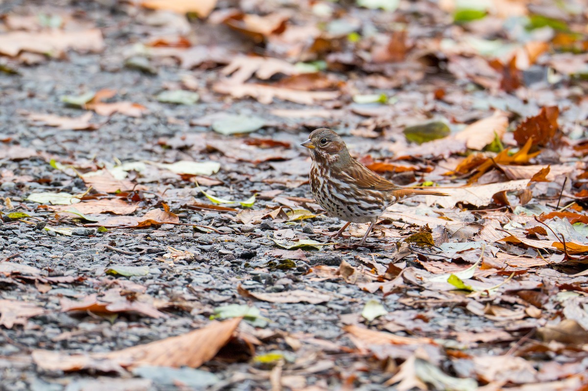 Fox Sparrow - ML645692265