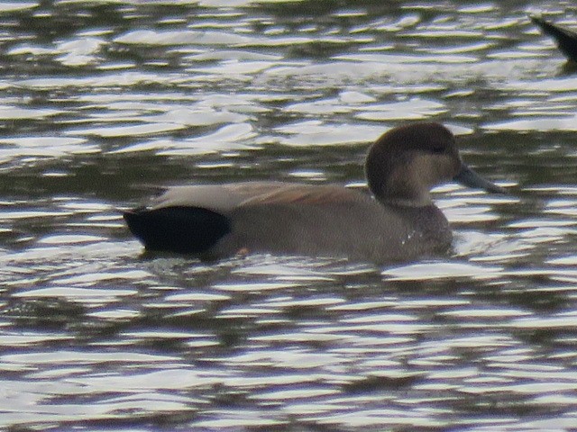 オカヨシガモ - ML645692273