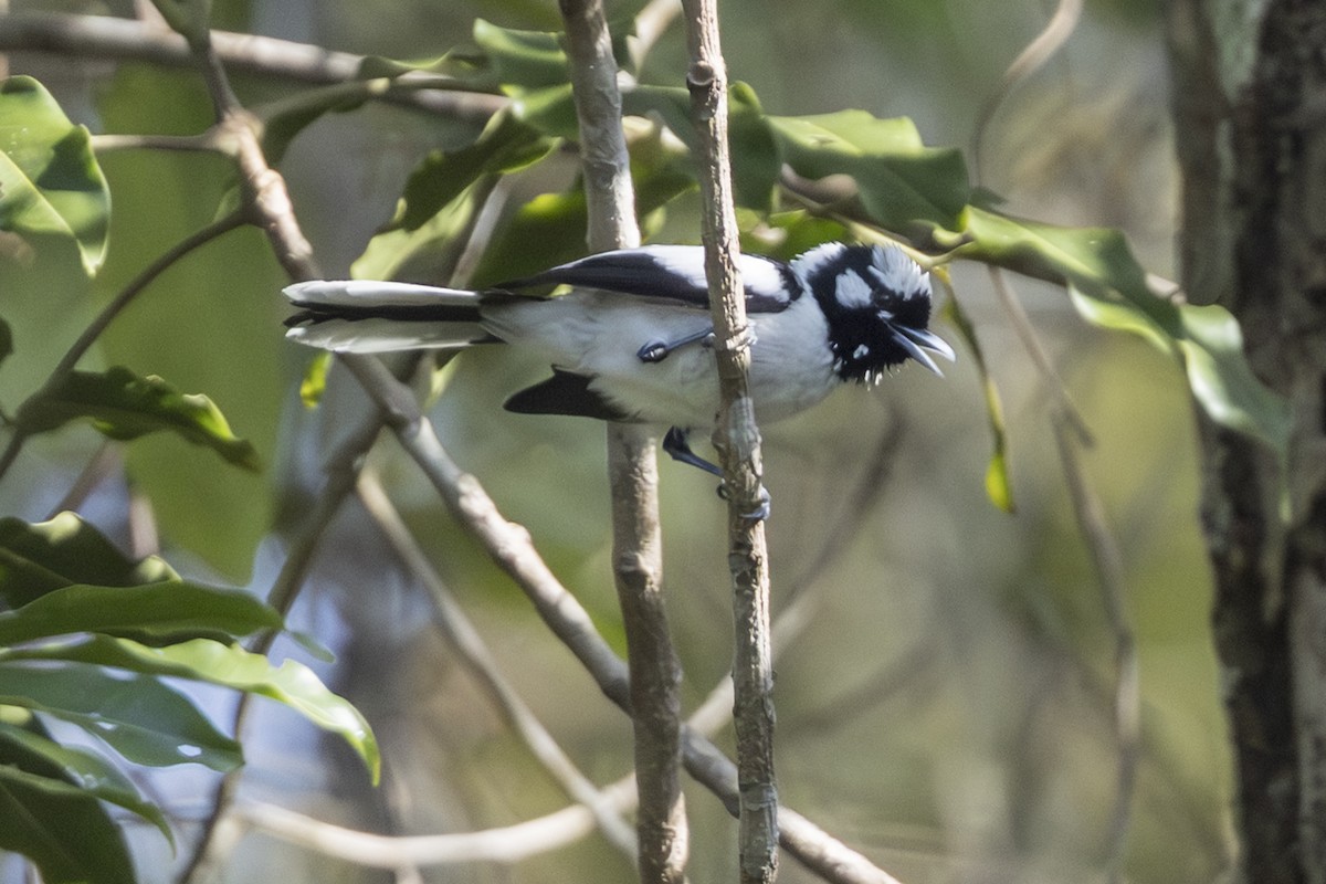 Tanimbarmonarch - ML645692279