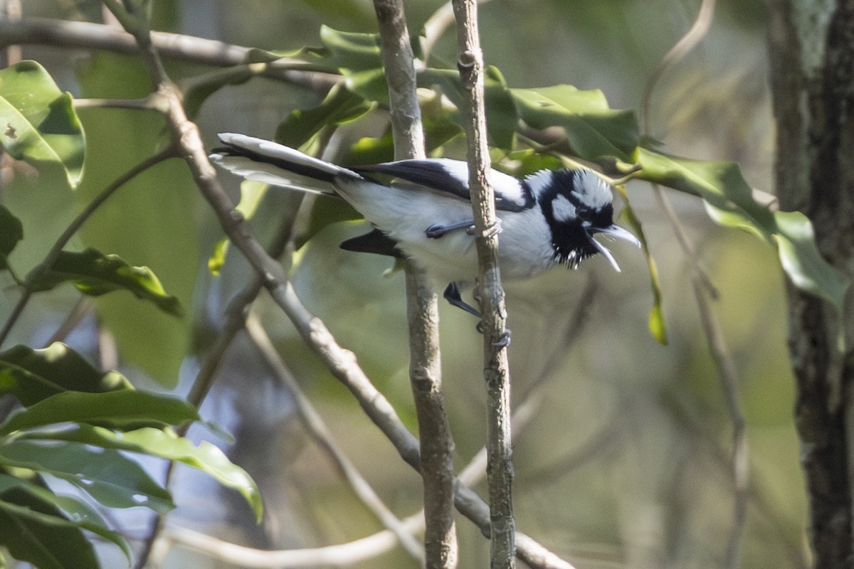 Tanimbarmonarch - ML645692280