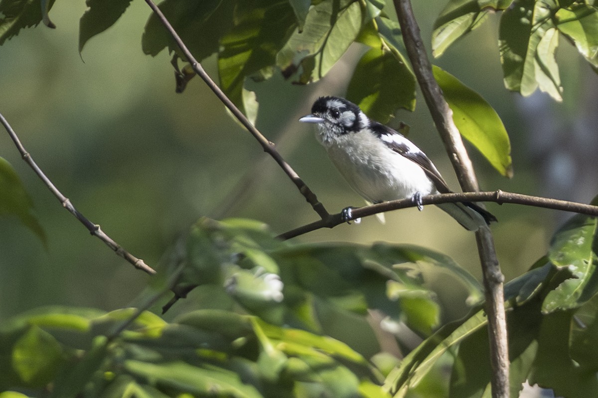 Tanimbarmonarch - ML645692281