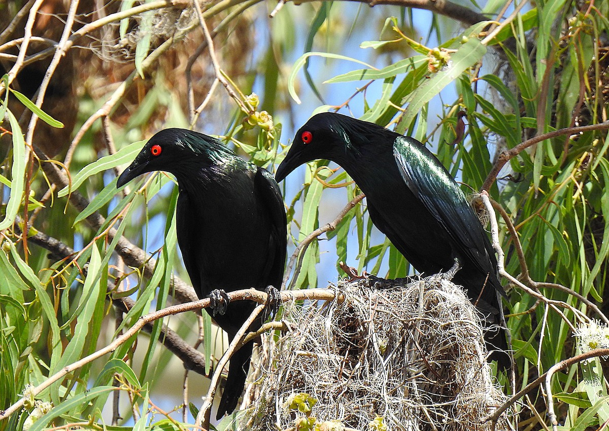 Metallic Starling - ML645692282