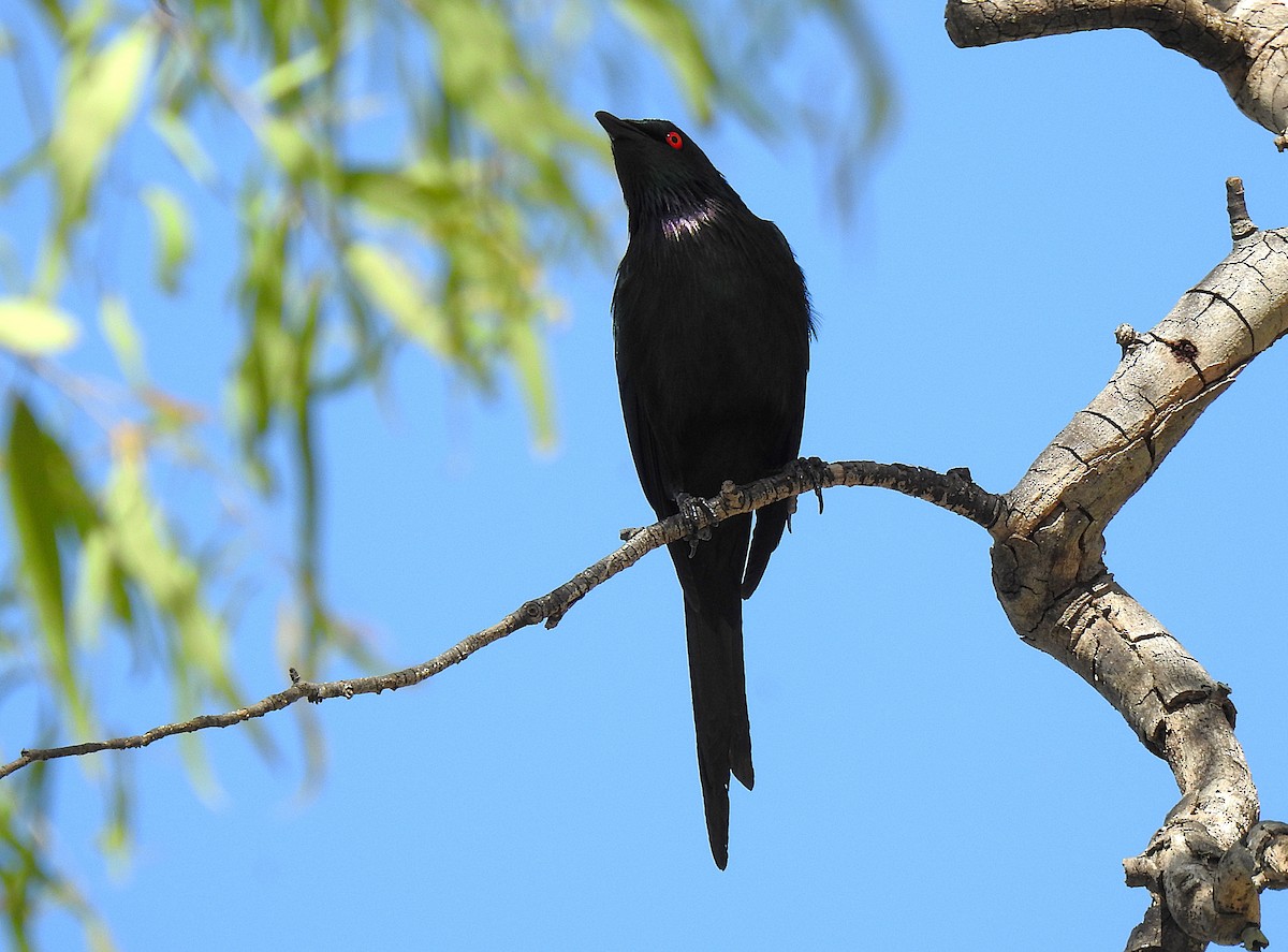 Metallic Starling - ML645692290