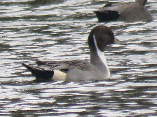 オナガガモ - ML645692291