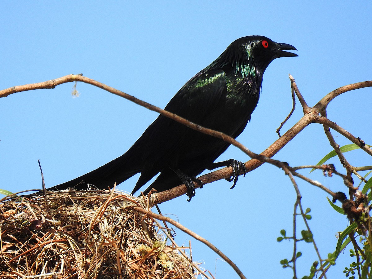 Metallic Starling - ML645692292