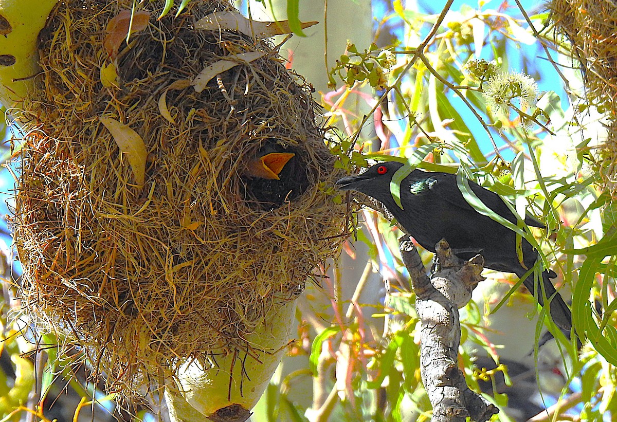 Metallic Starling - ML645692295