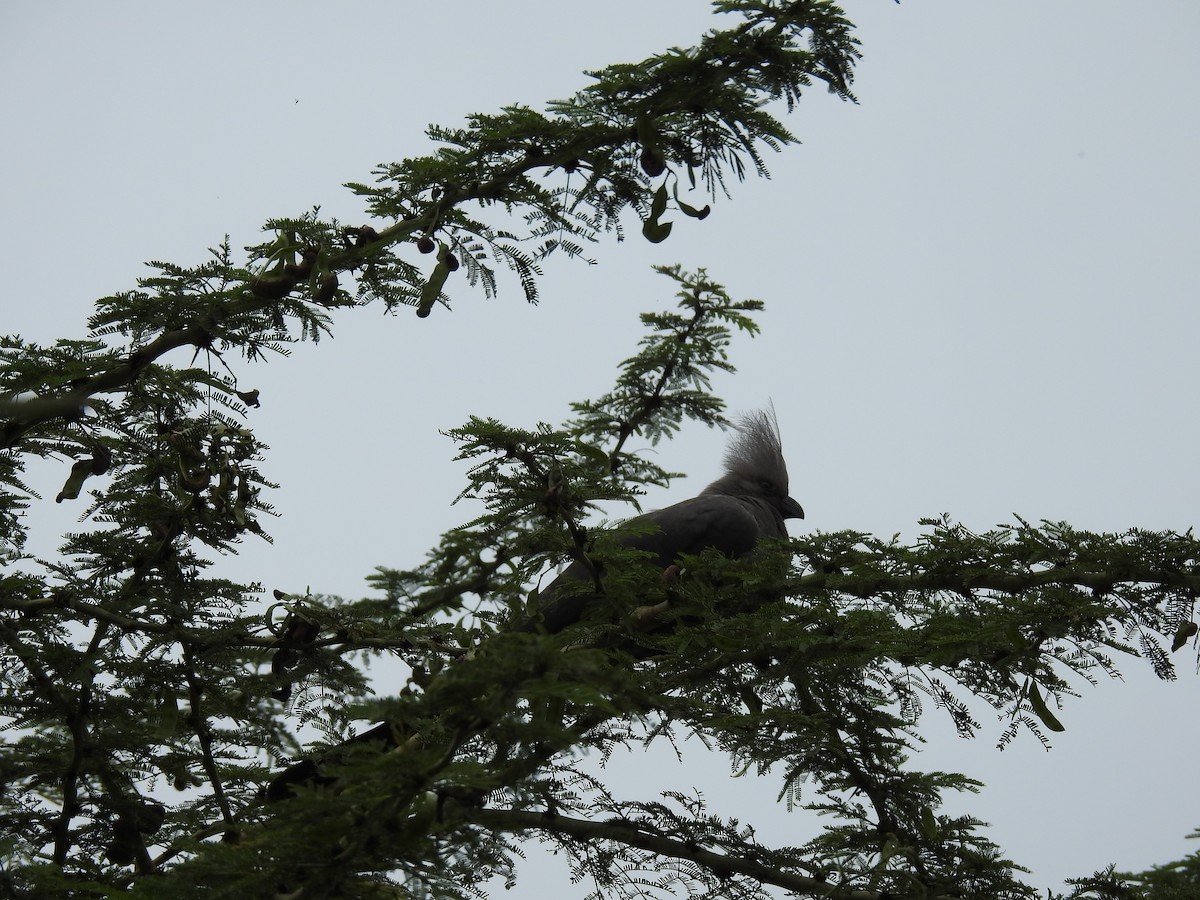 Gray Go-away-bird - ML645692296