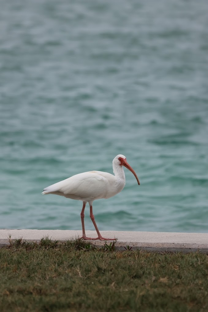 White Ibis - ML645692297