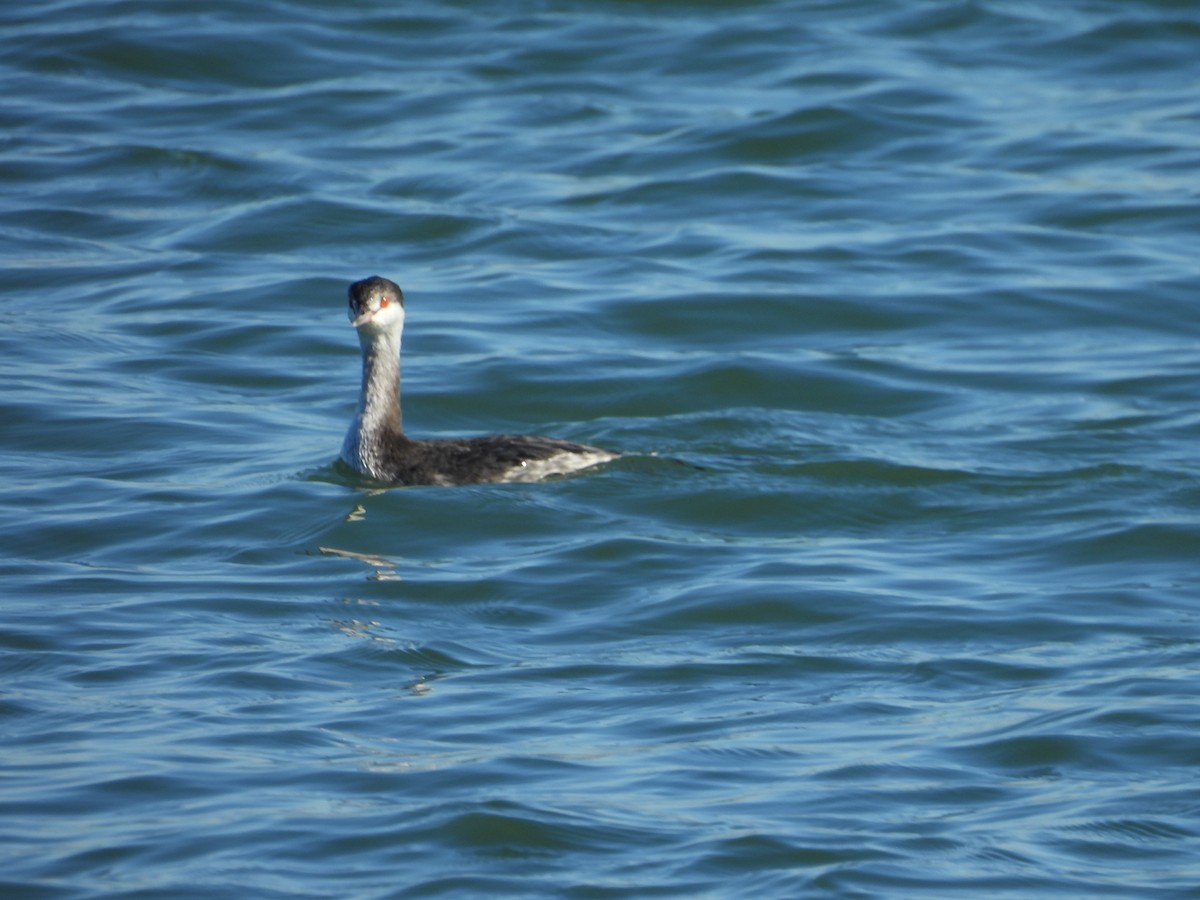 角鸊鷉 - ML645692298