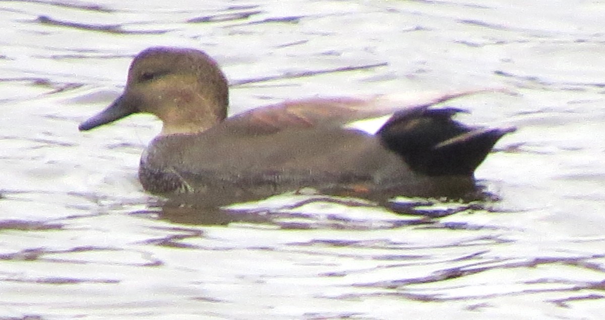 赤膀鴨 - ML645692300