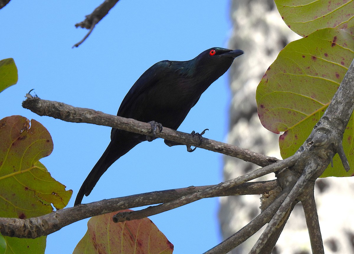 Metallic Starling - ML645692301