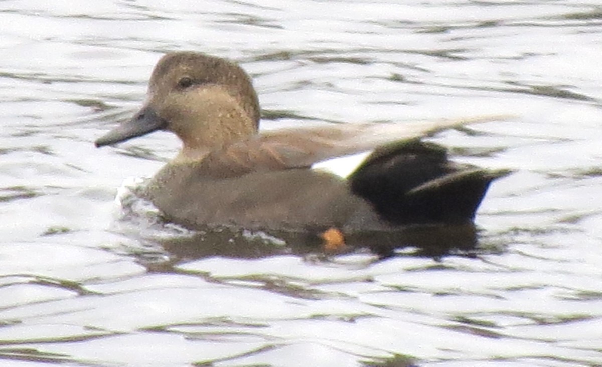 赤膀鴨 - ML645692303